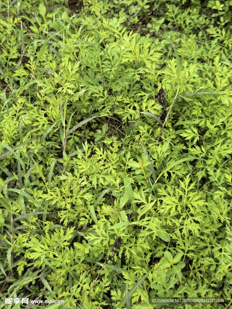 春日嫩绿的艾叶