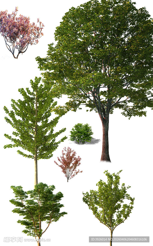 多样绿植组合展示