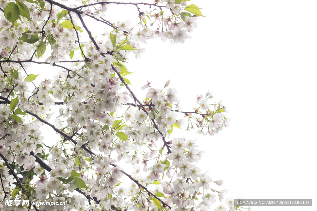 樱花枝头绽放的洁白花朵