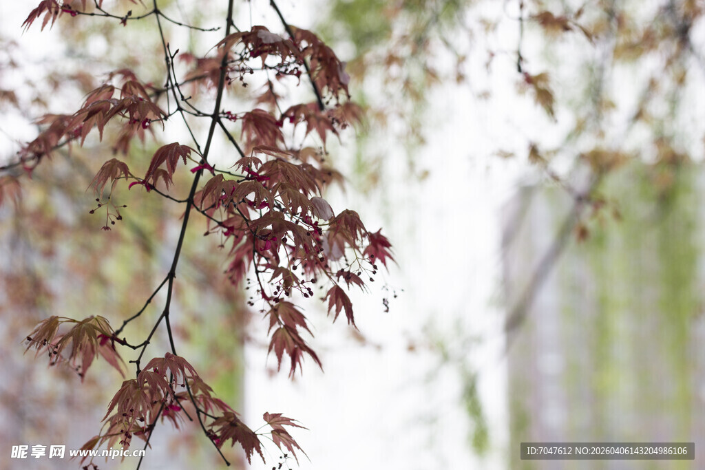 鸡爪槭树枝特写