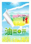 油菜花开