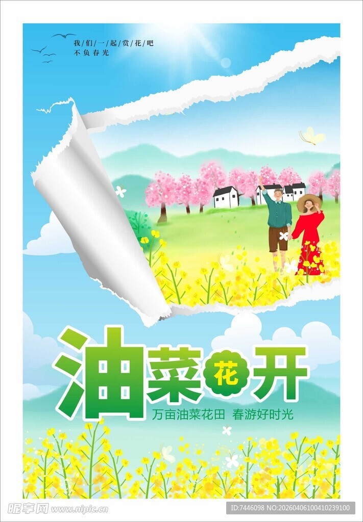油菜花开
