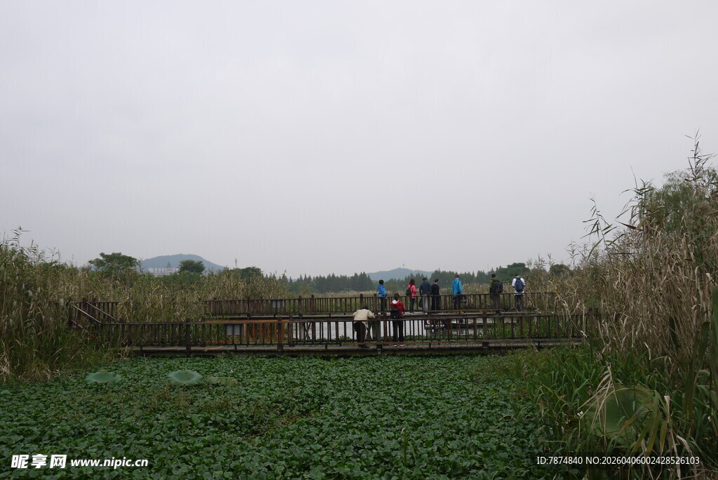 湿地风光中的木桥与绿植