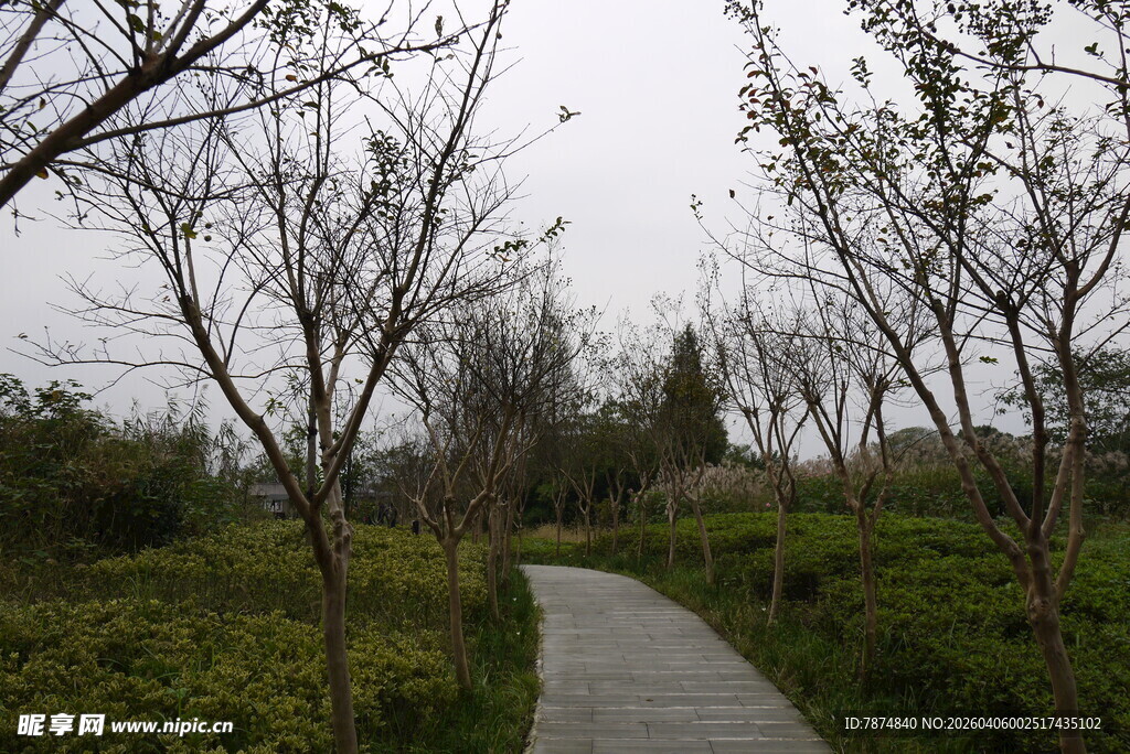 林间幽径 春日静谧景致