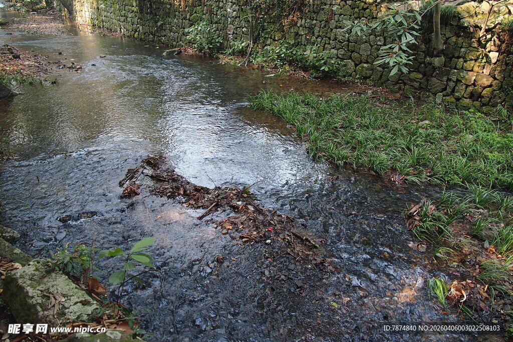 林间潺潺溪流与枯木
