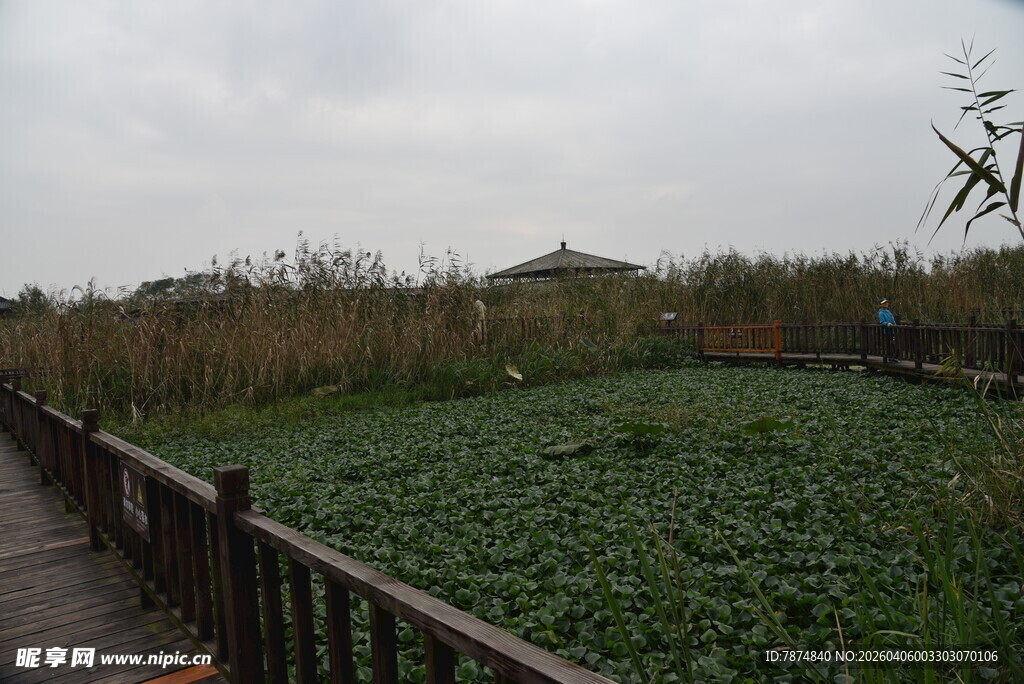 木栈道旁的水生植物景观