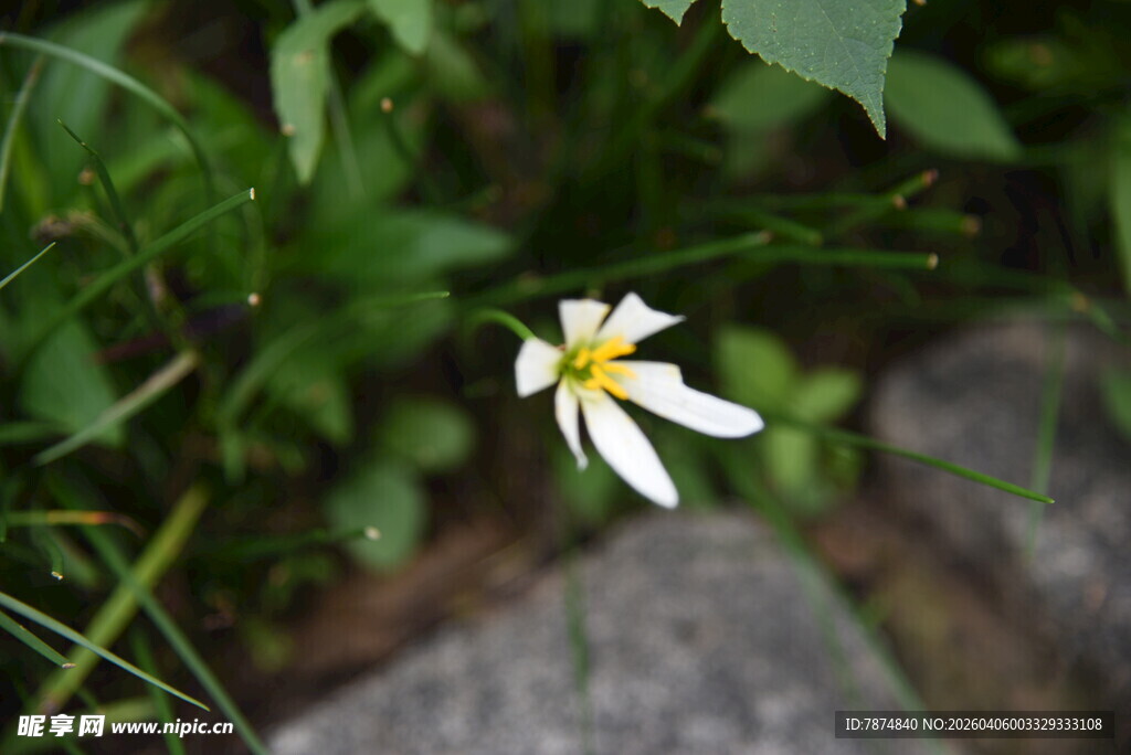 草丛中的单朵白色小花