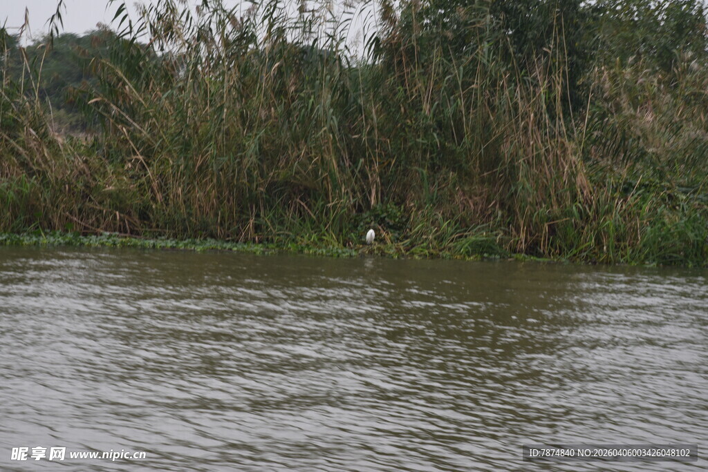 河畔芦苇与水中景致