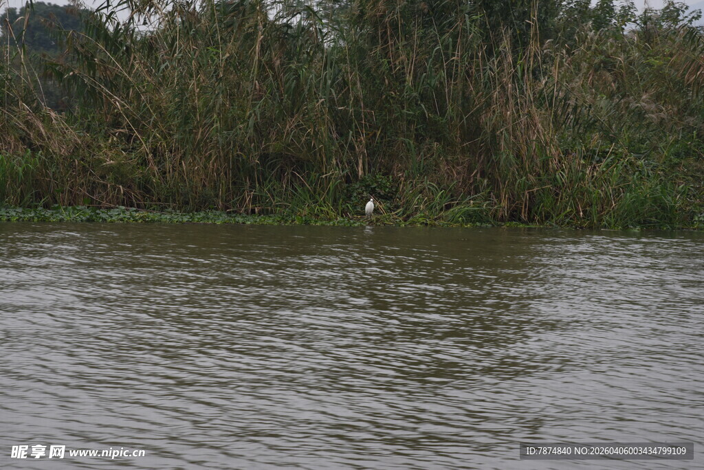 河边水草旁的宁静水面