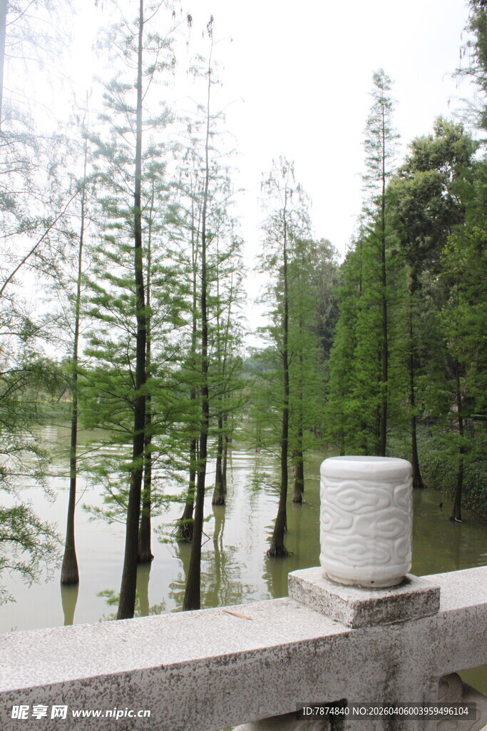 水边挺拔水杉景观