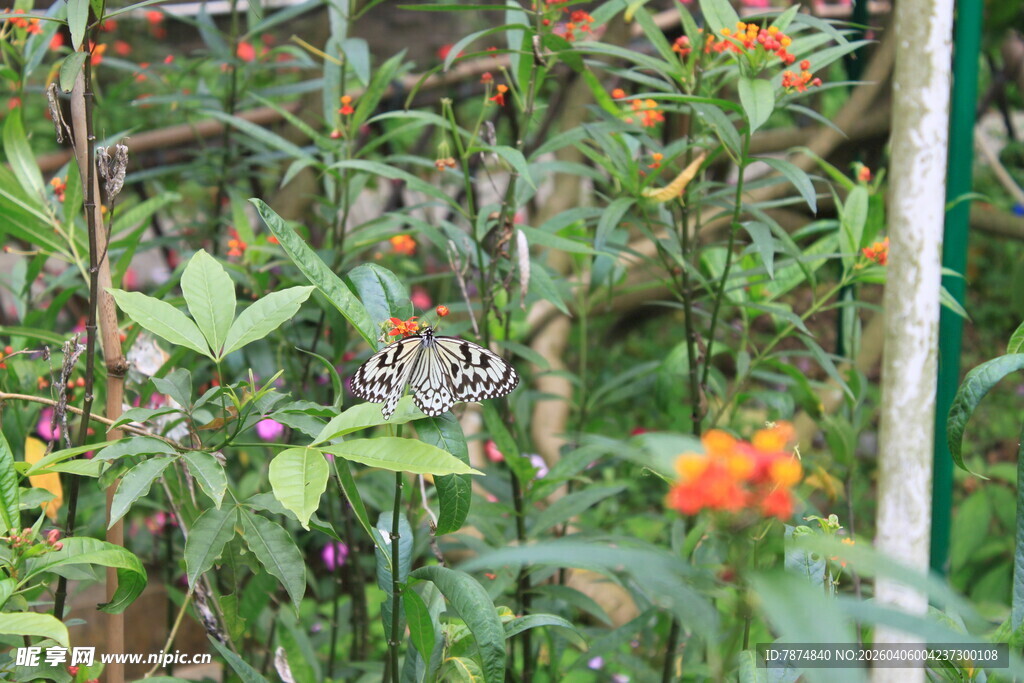 绿叶间的蝴蝶与鲜艳花朵
