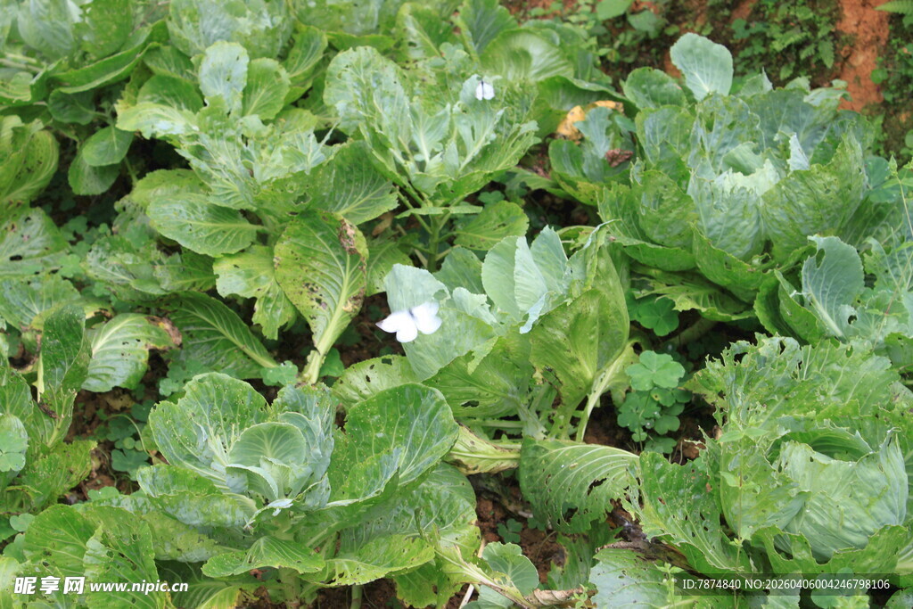 绿叶丛中绽放的白色小花