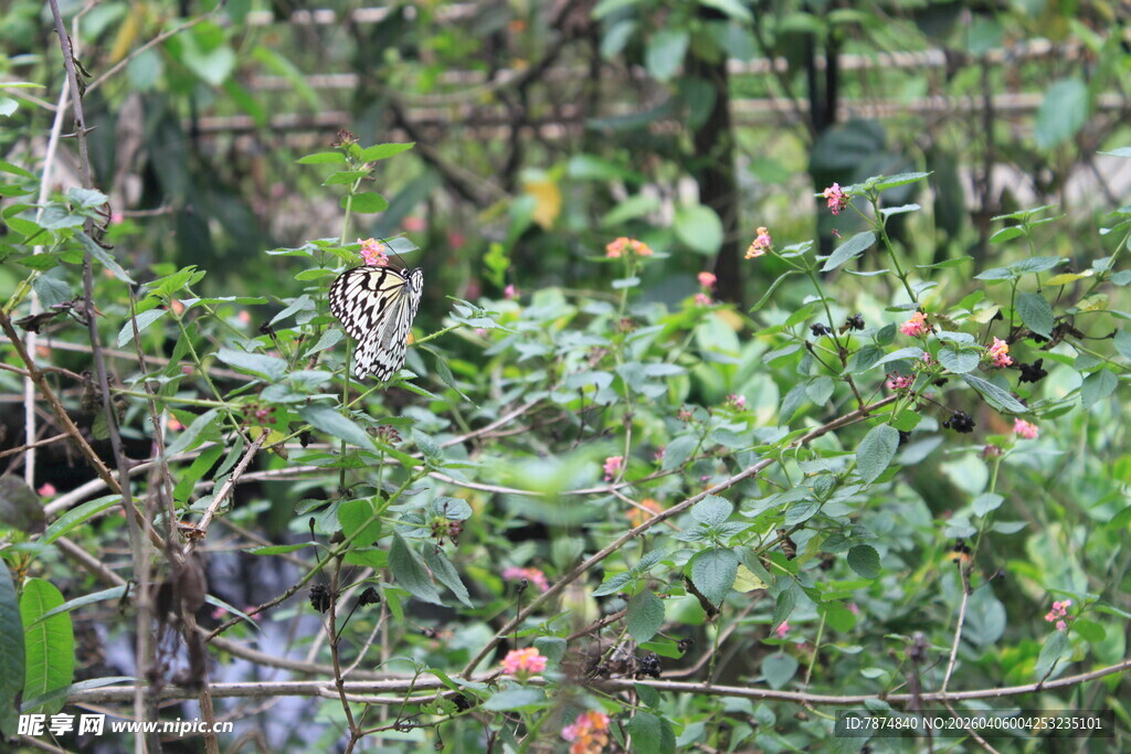 丛林中的猫头鹰
