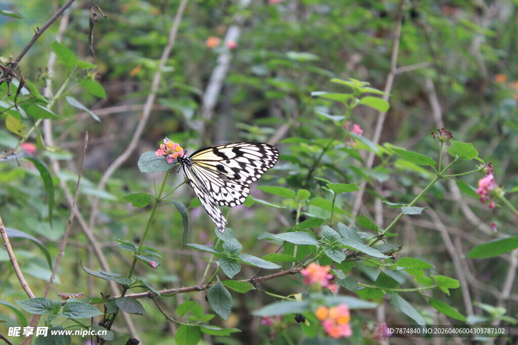 花丛中停歇的美丽蝴蝶