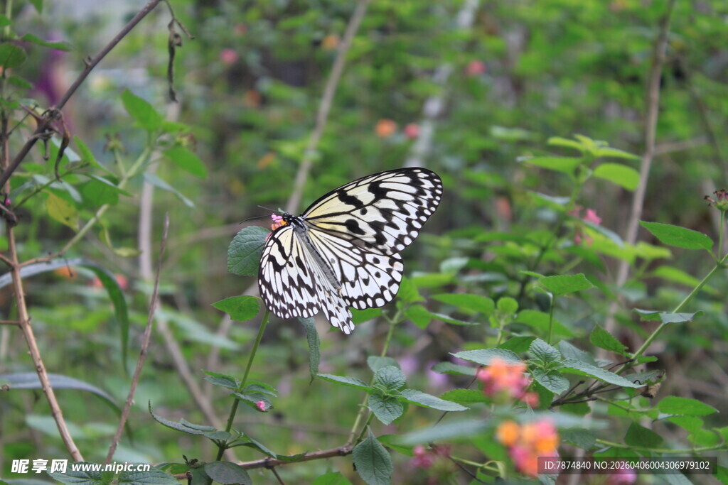 花丛中停歇的美丽蝴蝶
