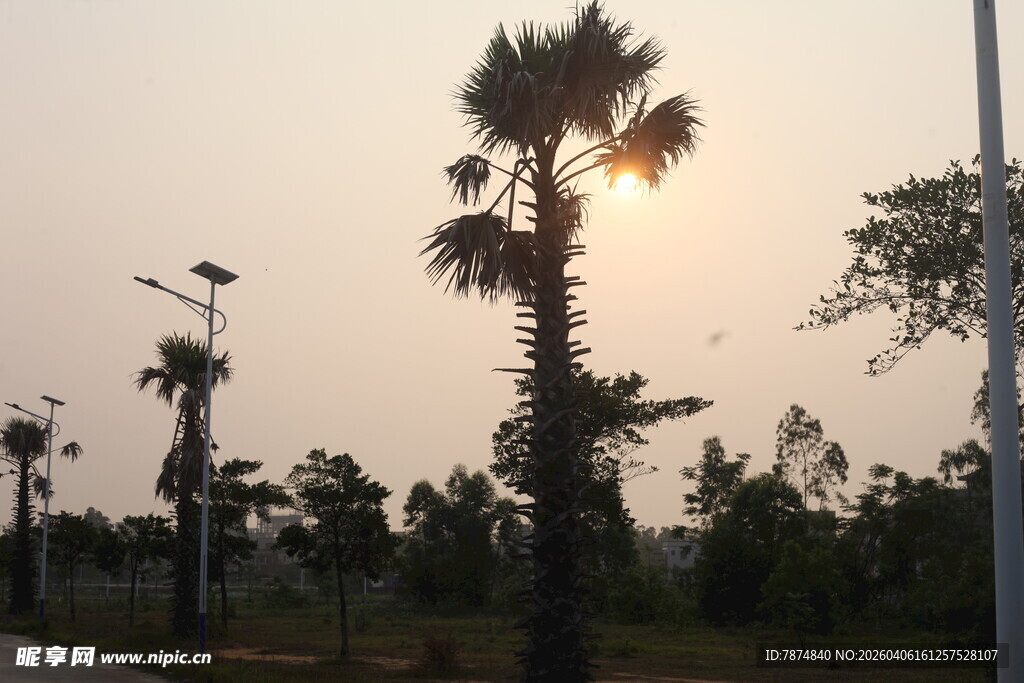 湛江夕阳下的棕榈树风景