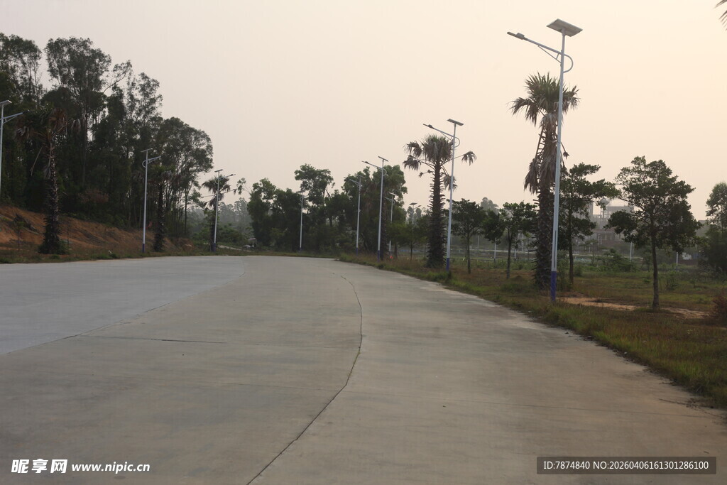 湛江乡村公路边的挺拔棕榈树