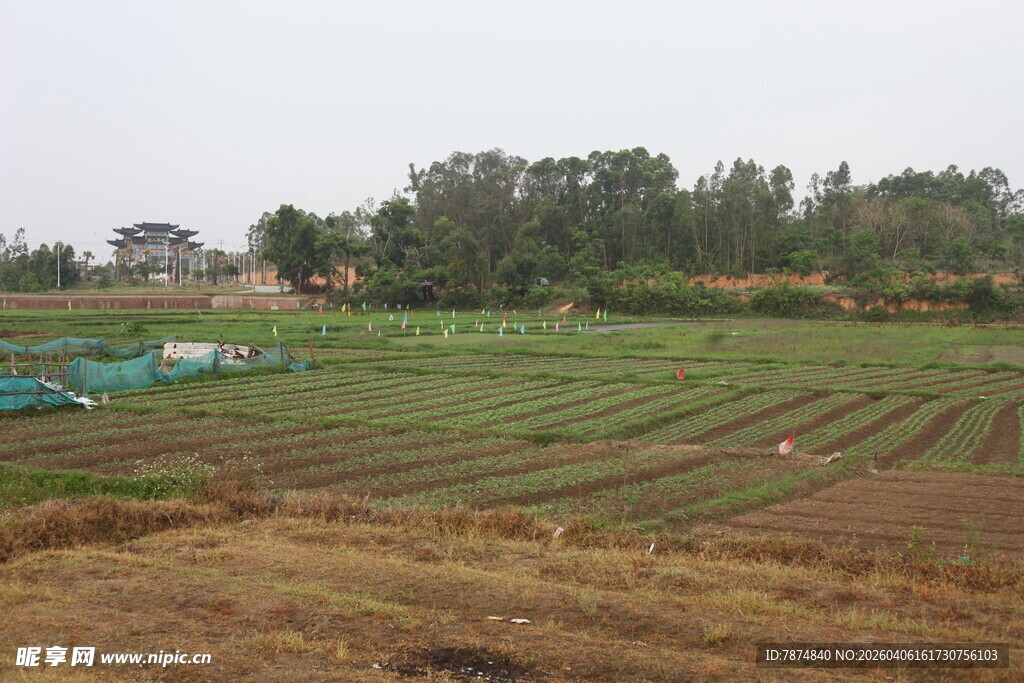 湛江田园农田风光