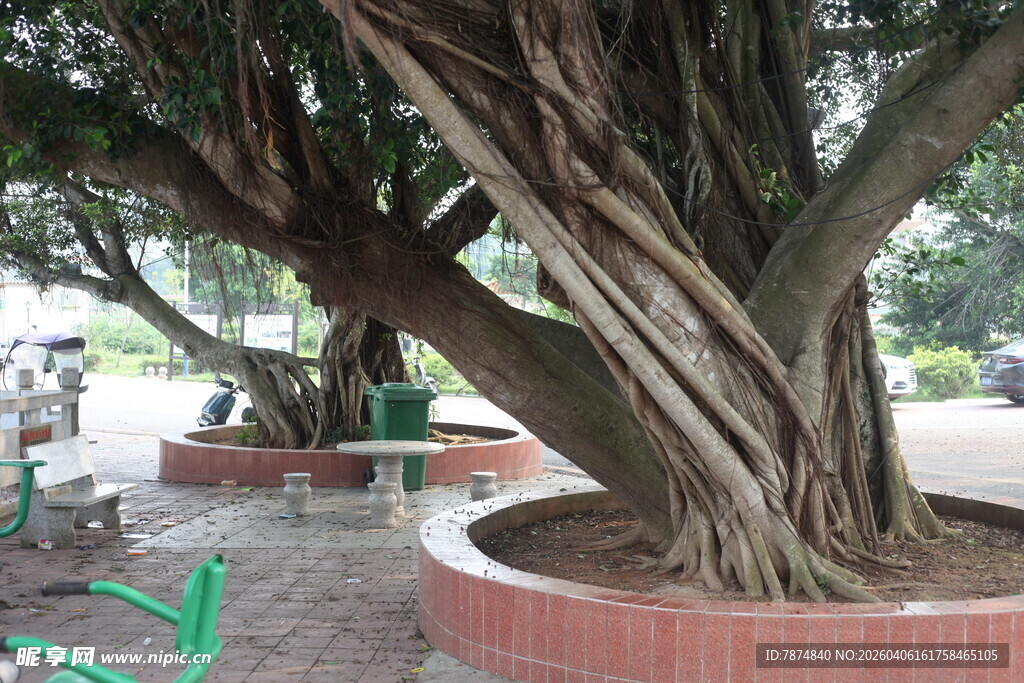 湛江古榕树盘根错节的独特景观