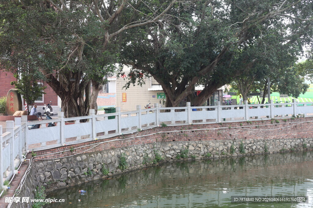 湛江古树下的河畔景致