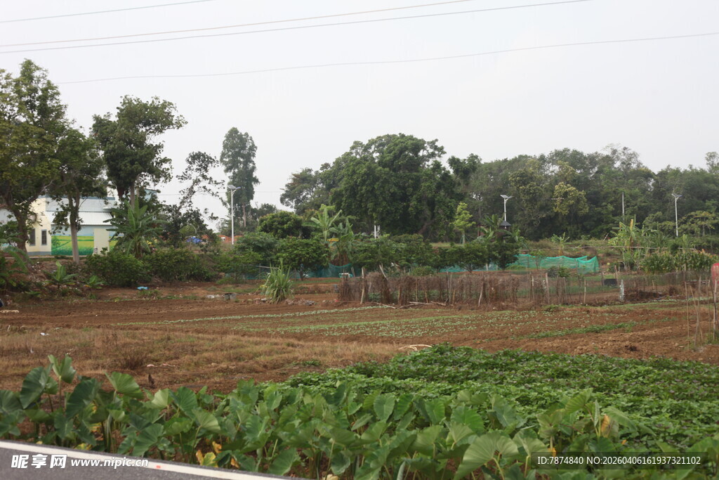 湛江田野风光 绿意农田景象