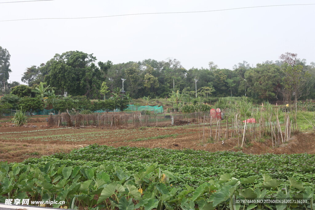 湛江田园风光中的农田与植被