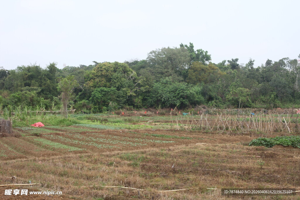 湛江田野中的农田与茂密树林