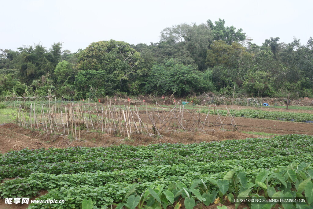 湛江绿意盎然的农田景象