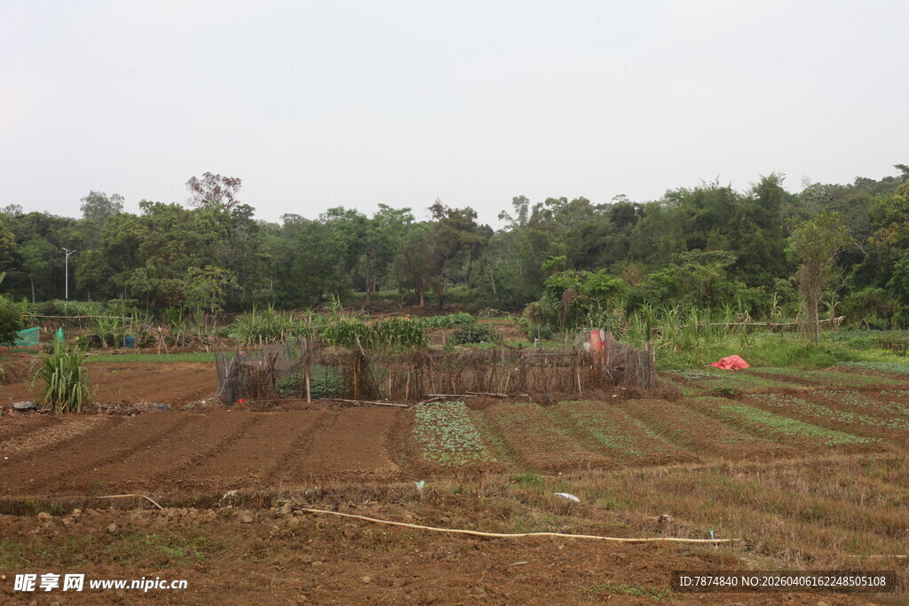 湛江农田景象 远处有茂密树林