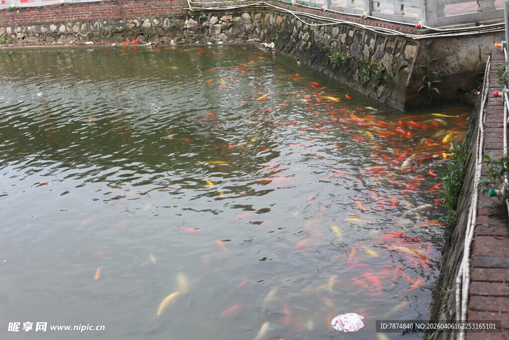 湛江池塘中游动的多彩锦鲤