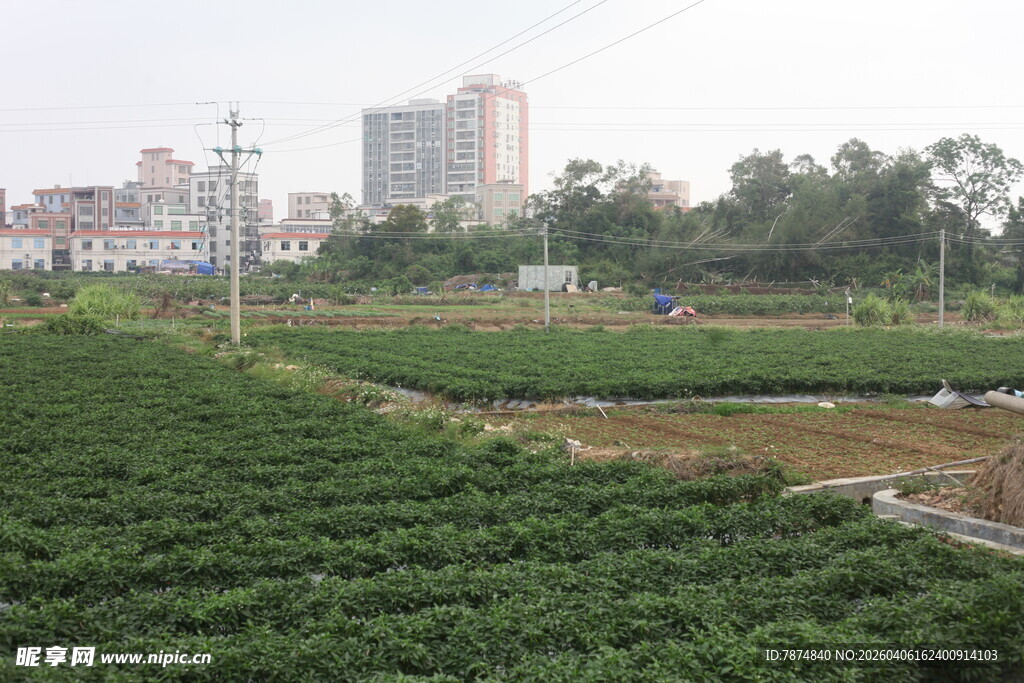 湛江城郊田园风光