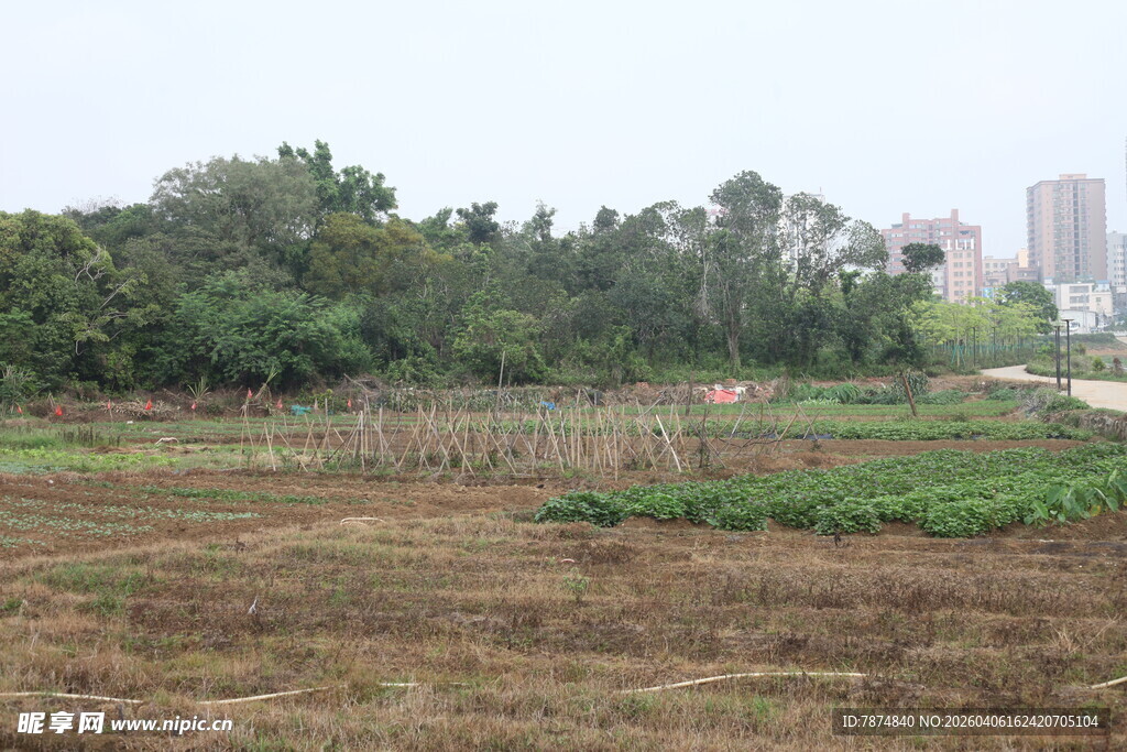 湛江城郊农田与远处林立高楼
