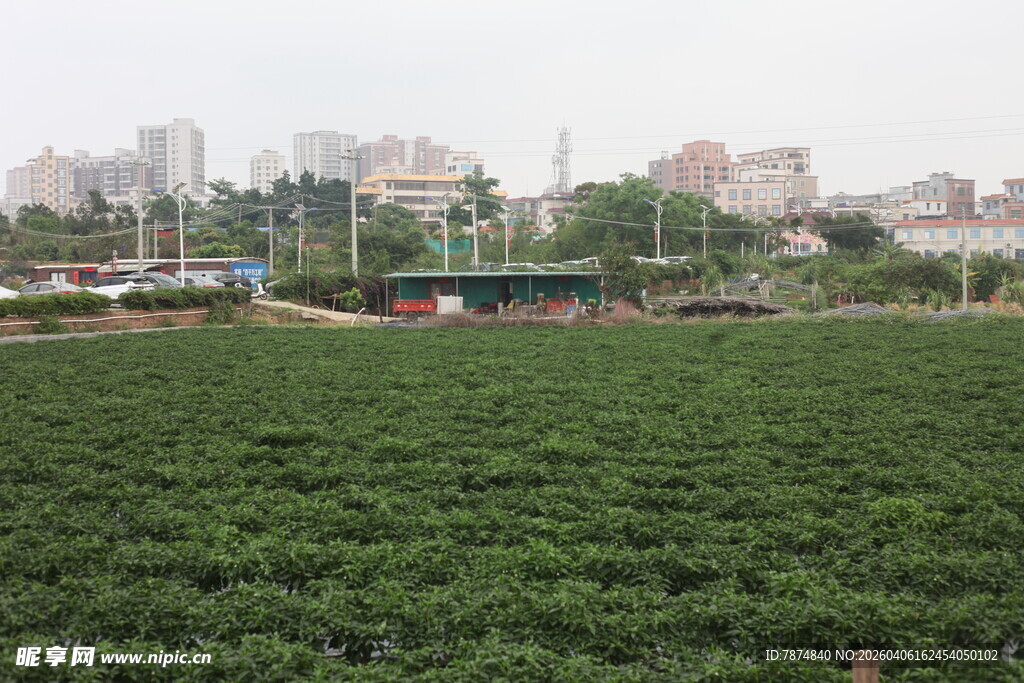 湛江城市边的大片绿色农田