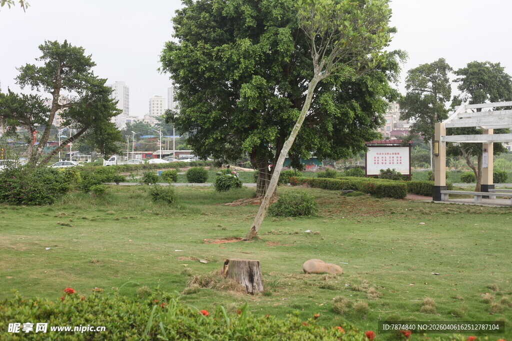 湛江公园草地中的孤树