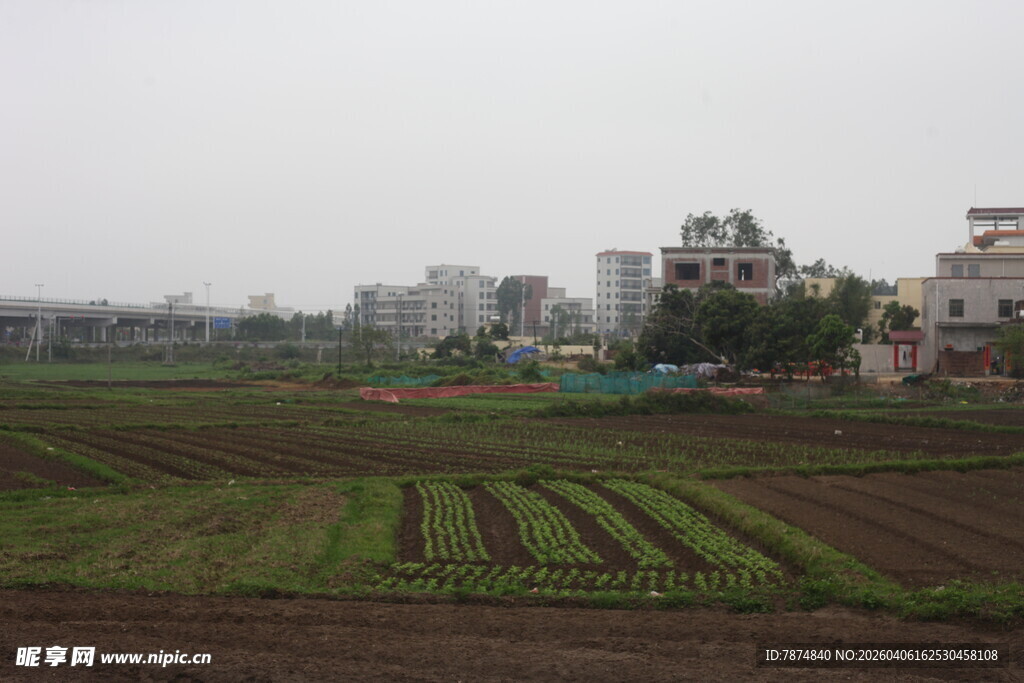 湛江城郊农田与远处建筑景观