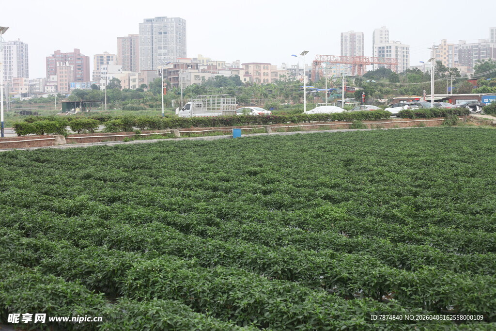 湛江城市边的大片绿色茶园