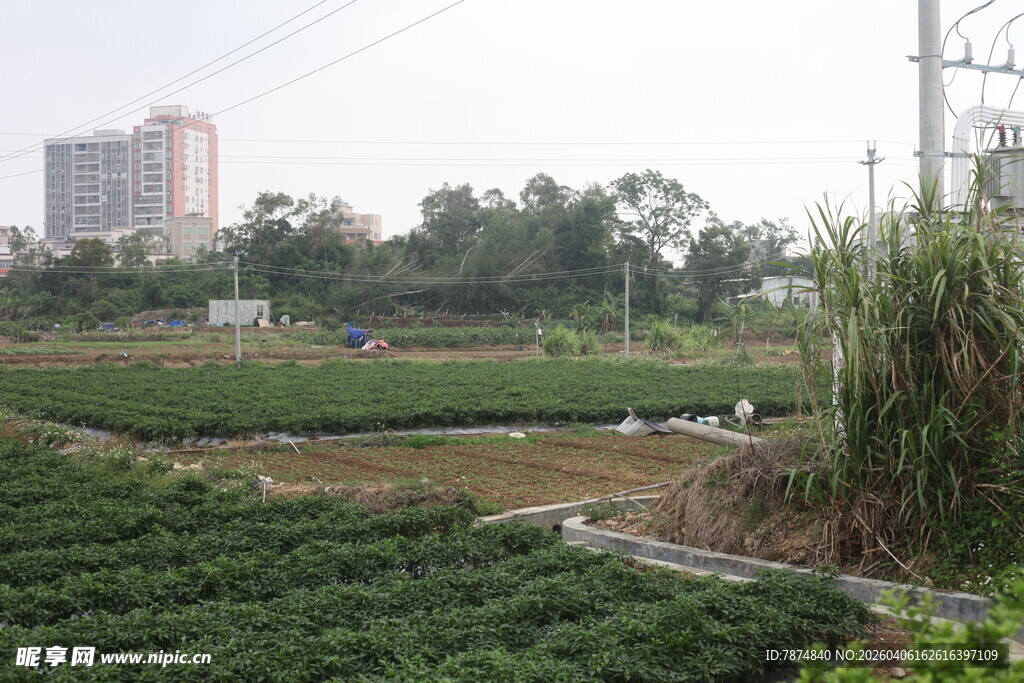 湛江城郊农田风光