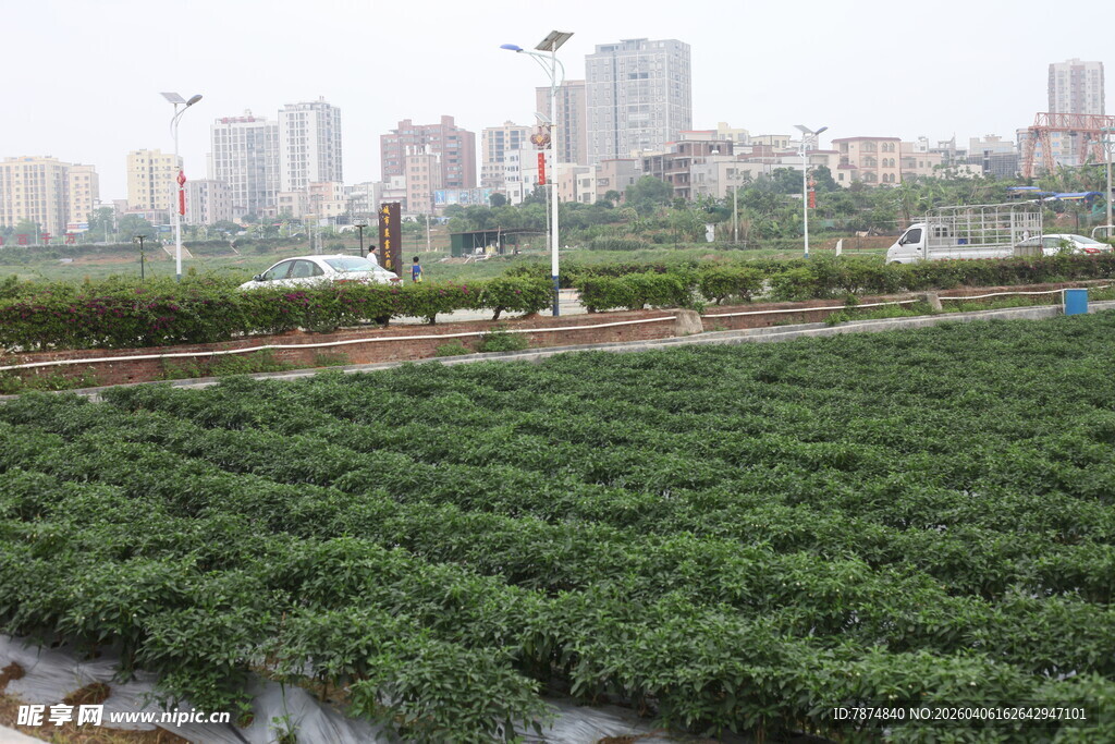 湛江城市边的绿色农田景观