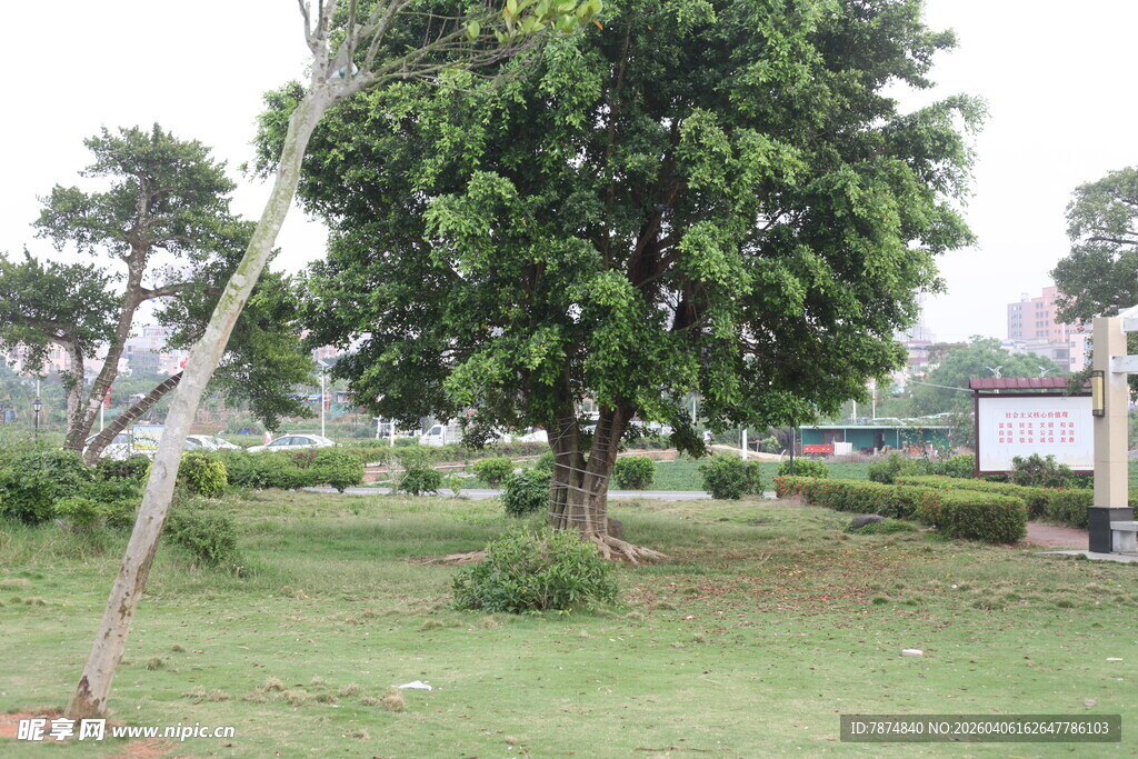 湛江户外绿树草地景致