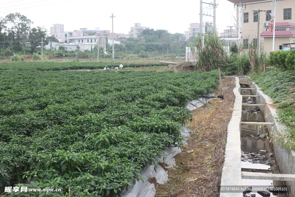 湛江辣椒田