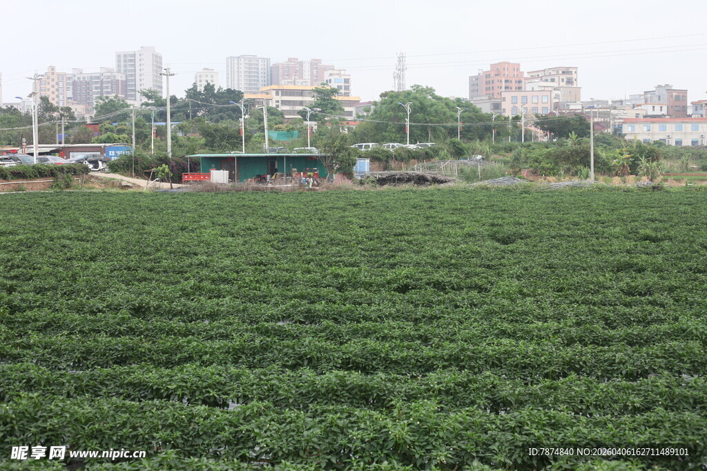 湛江城郊绿色农田风光
