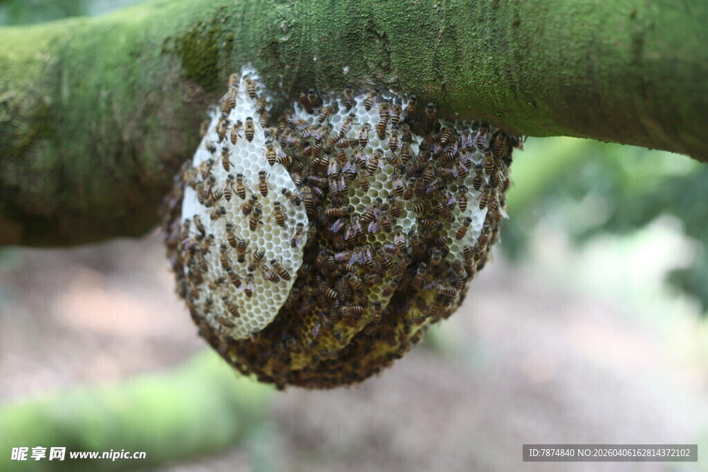 蜜蜂蜂巢