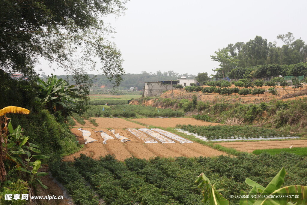 田园风光中的农田景致