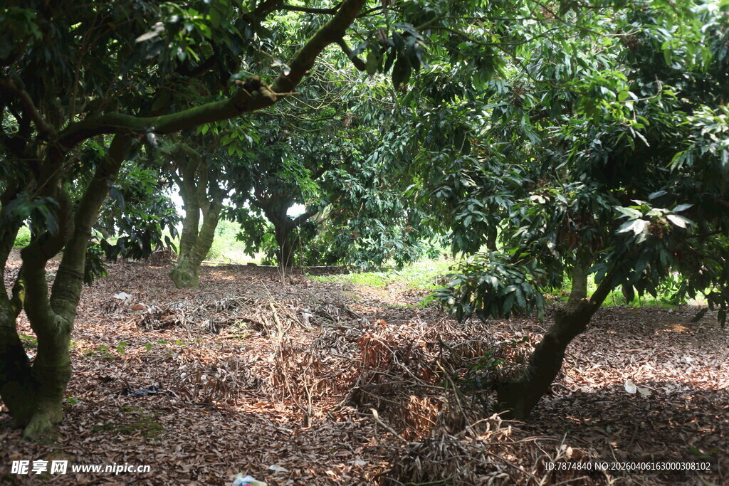 林间繁茂树木与地面景象