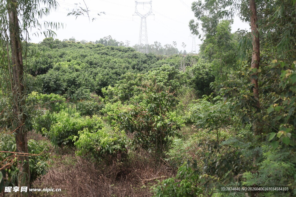 湛江茂密山林绿意盎然