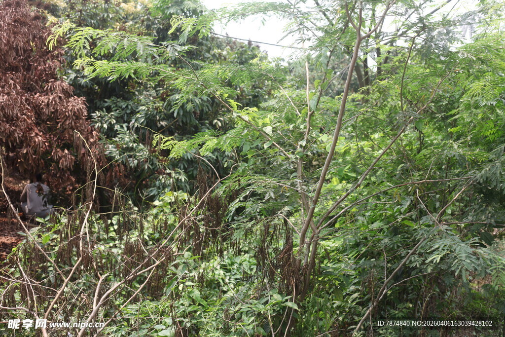 湛江繁茂山林绿植景观