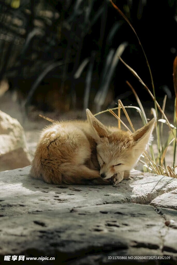 蜷缩休憩的沙漠狐狸电脑壁纸