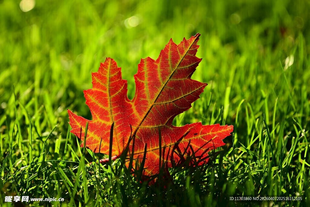 草地上的一片红枫叶电脑壁纸