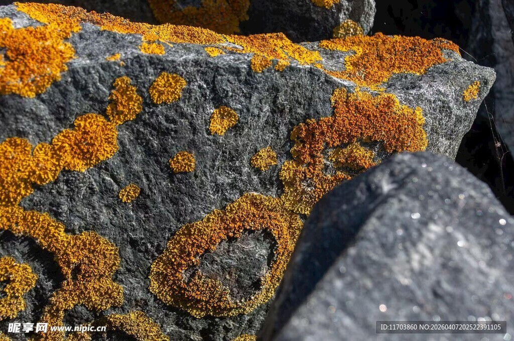 布满橙黄苔藓的灰色岩石电脑壁纸