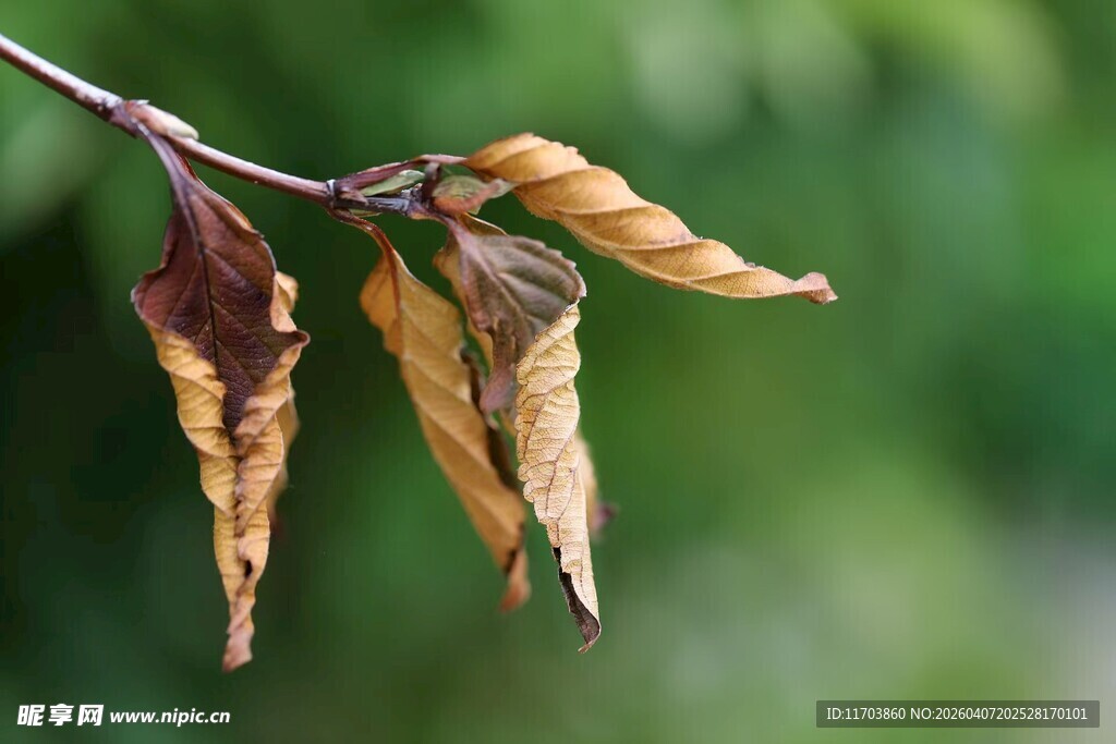 枯萎叶片特写电脑壁纸